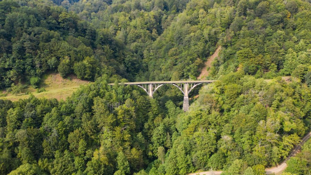Rainforest jungle photo free download